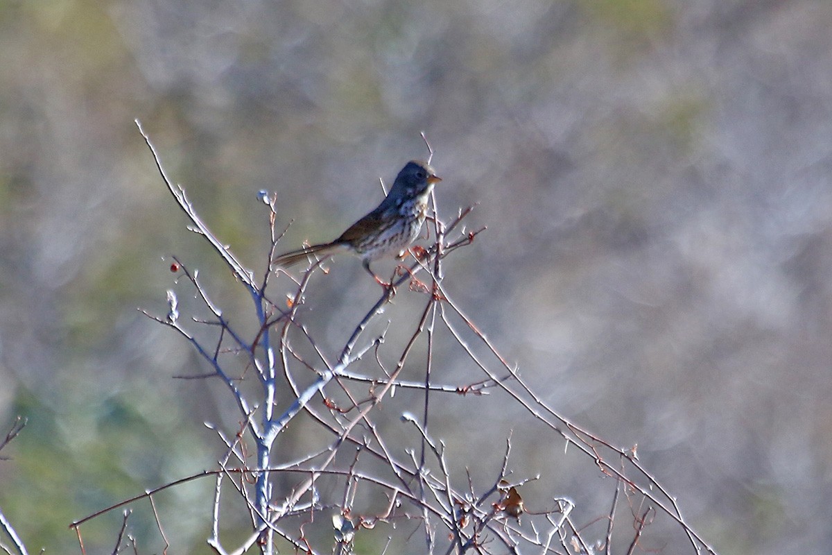 Fox Sparrow - ML141538501