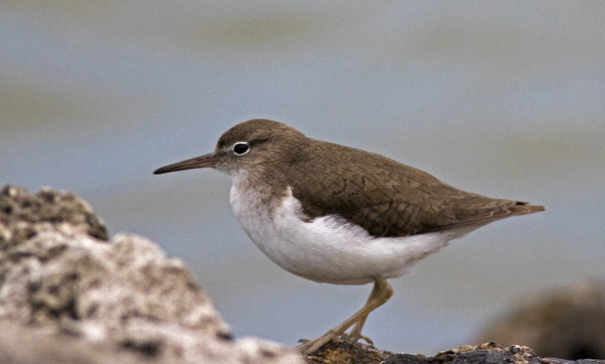 Spotted Sandpiper - ML141538591