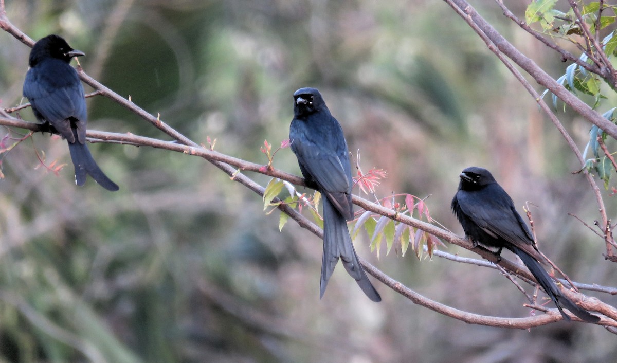 Black Drongo - ML141538901