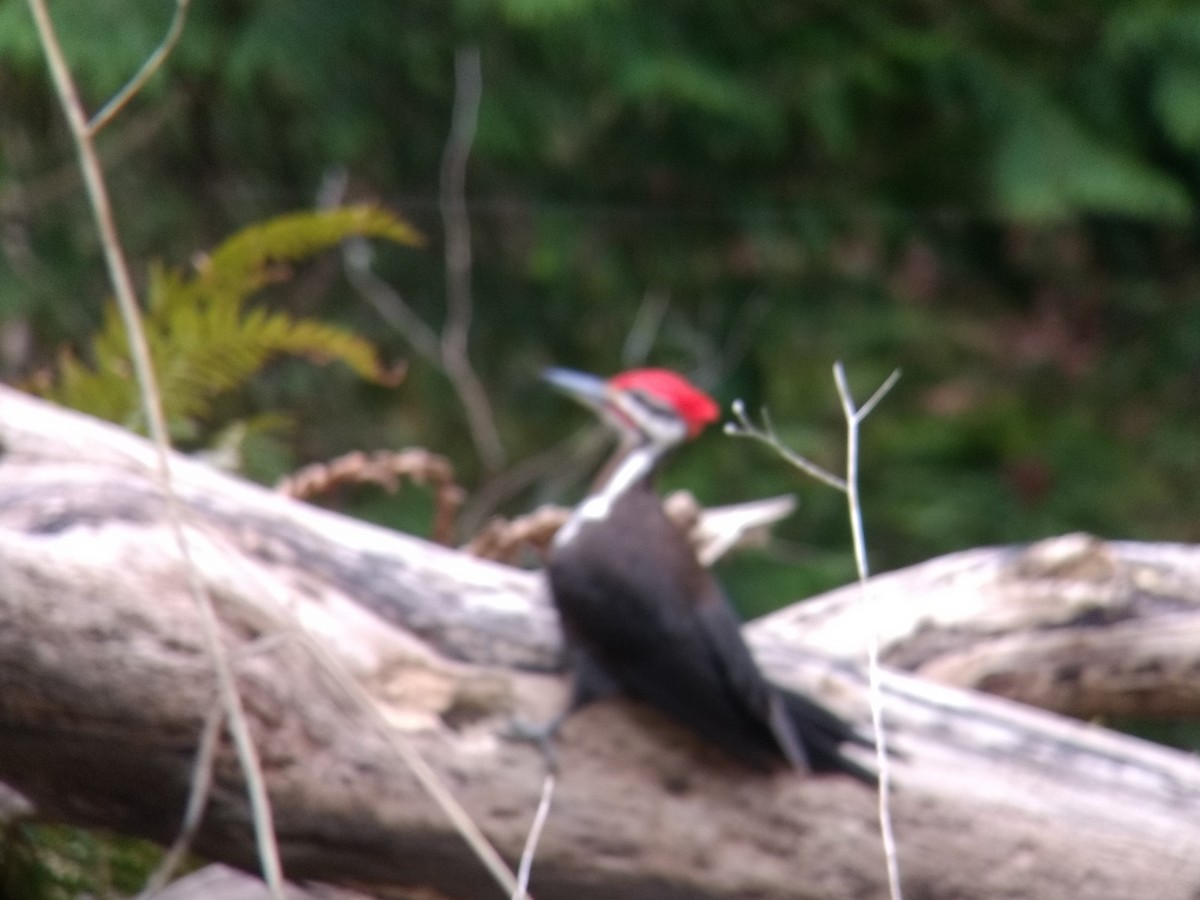 Pileated Woodpecker - ML141538971