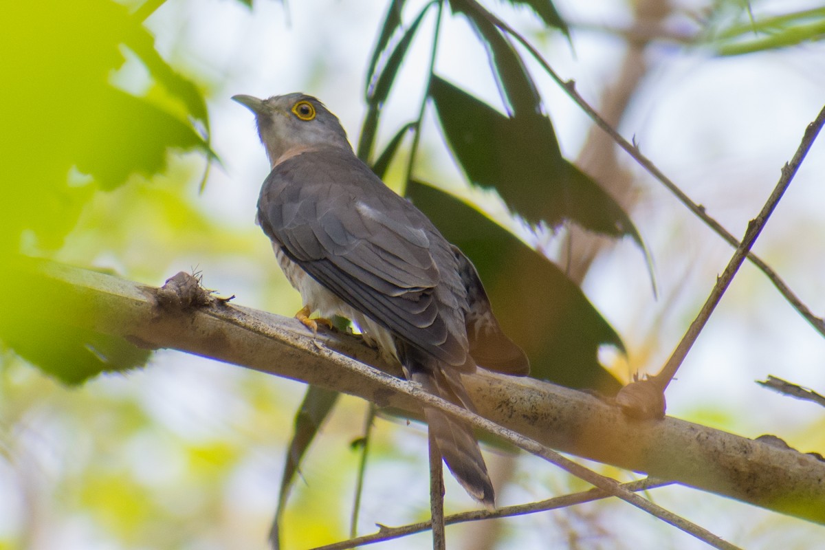 Common Hawk-Cuckoo - ML141539131