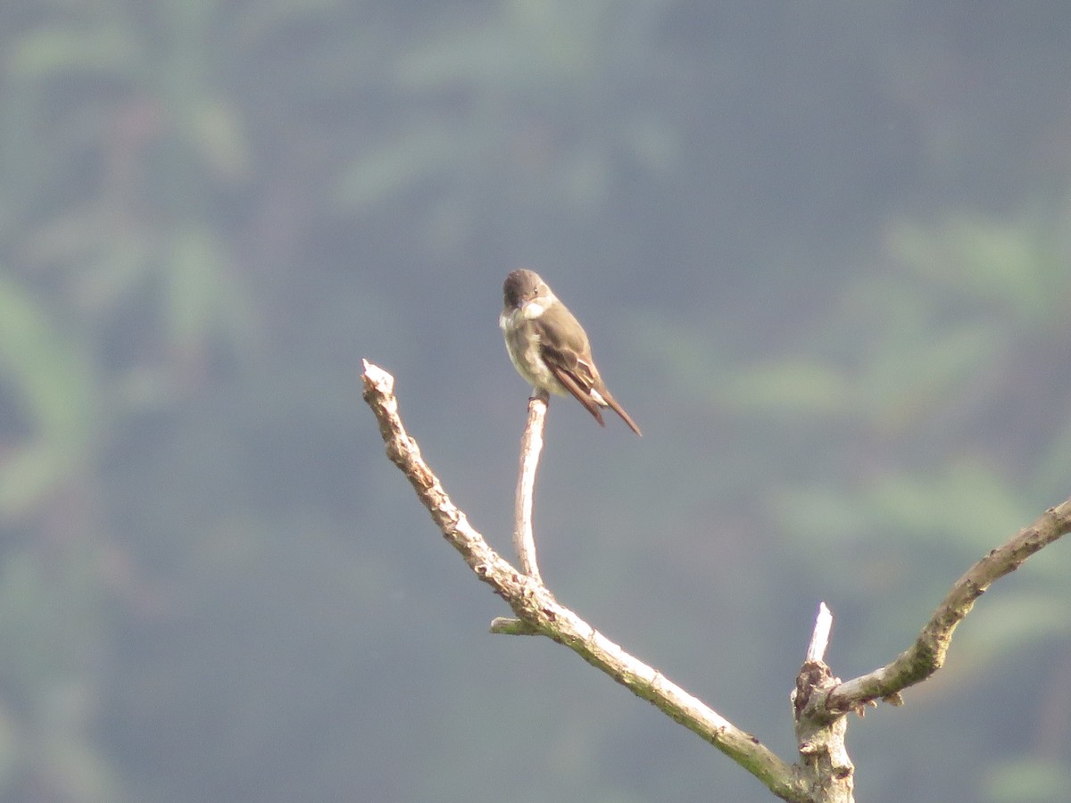 Olive-sided Flycatcher - ML141539141