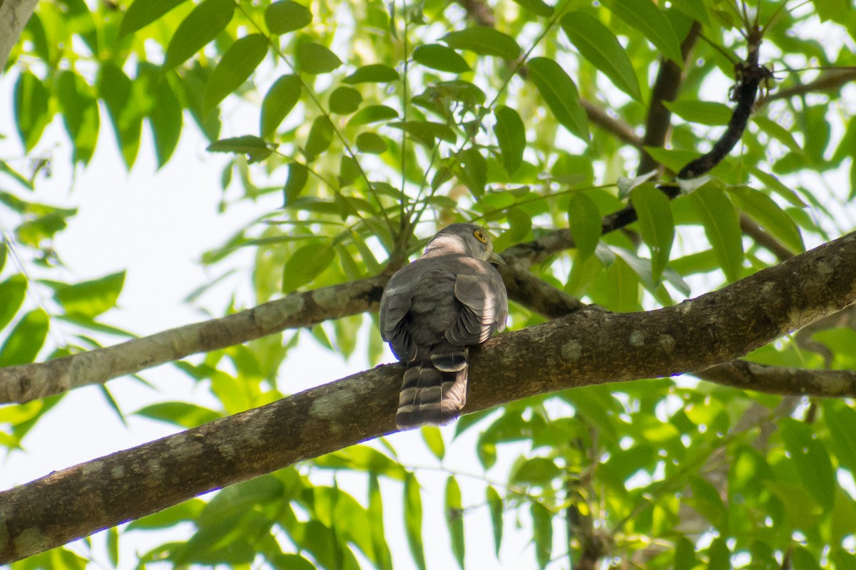 Common Hawk-Cuckoo - ML141539151