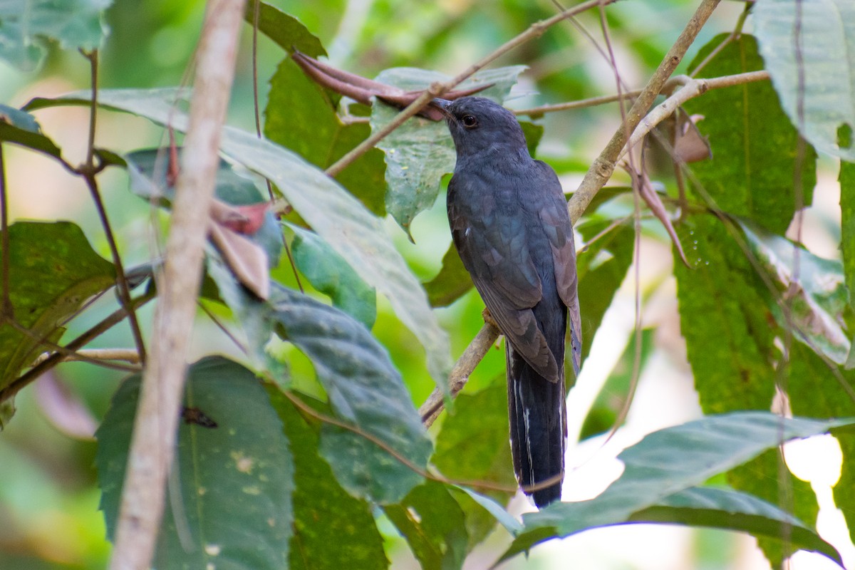 Gray-bellied Cuckoo - ML141539161
