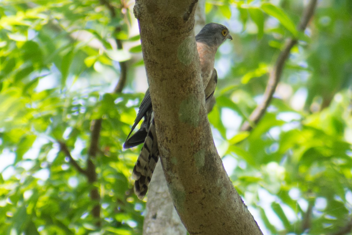 Common Hawk-Cuckoo - ML141539181