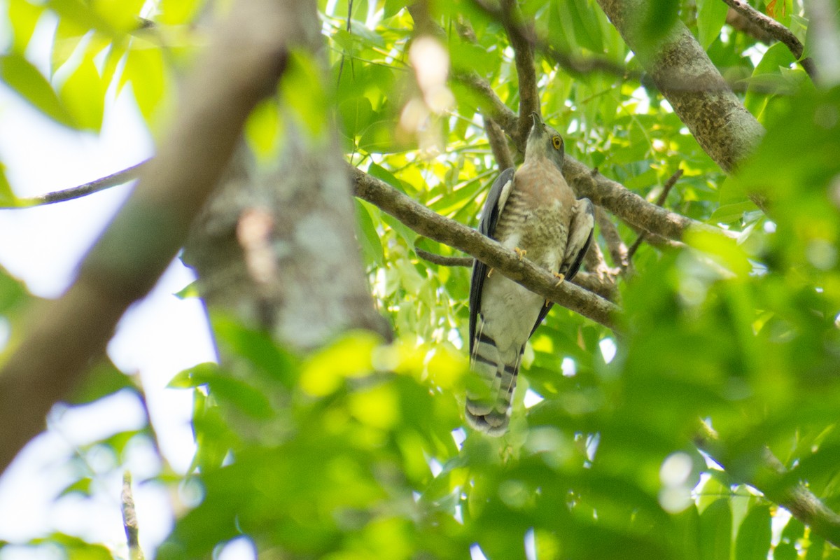 Common Hawk-Cuckoo - ML141539191