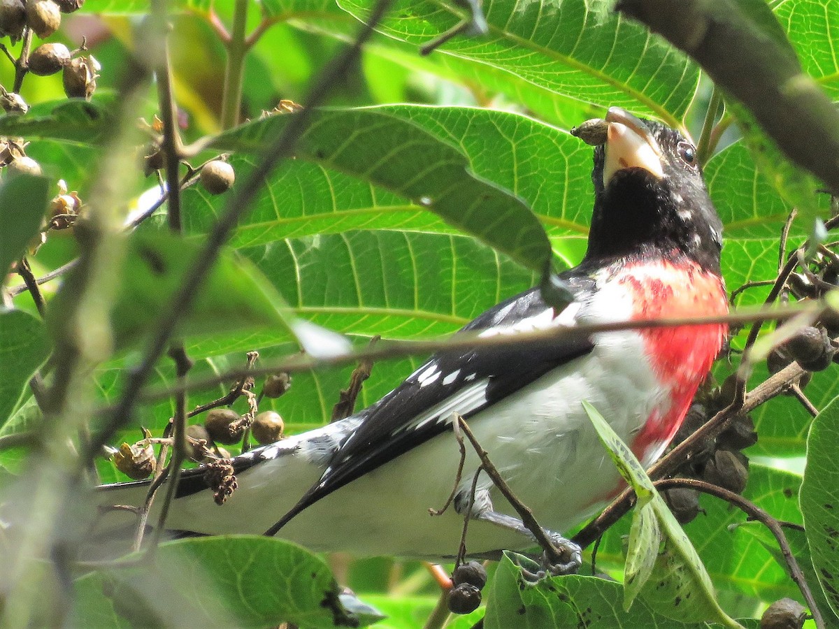 Rose-breasted Grosbeak - ML141539471