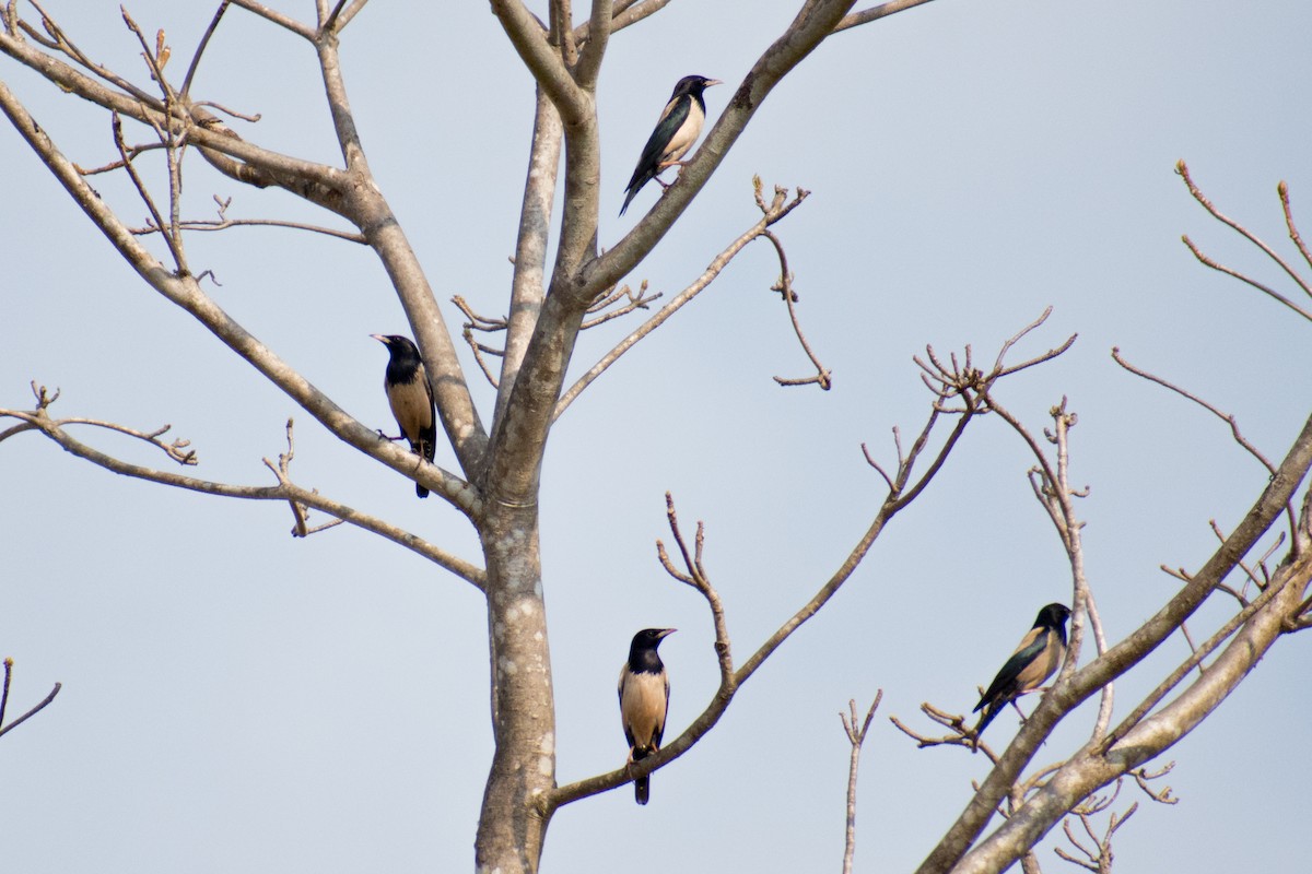 Rosy Starling - ML141539481