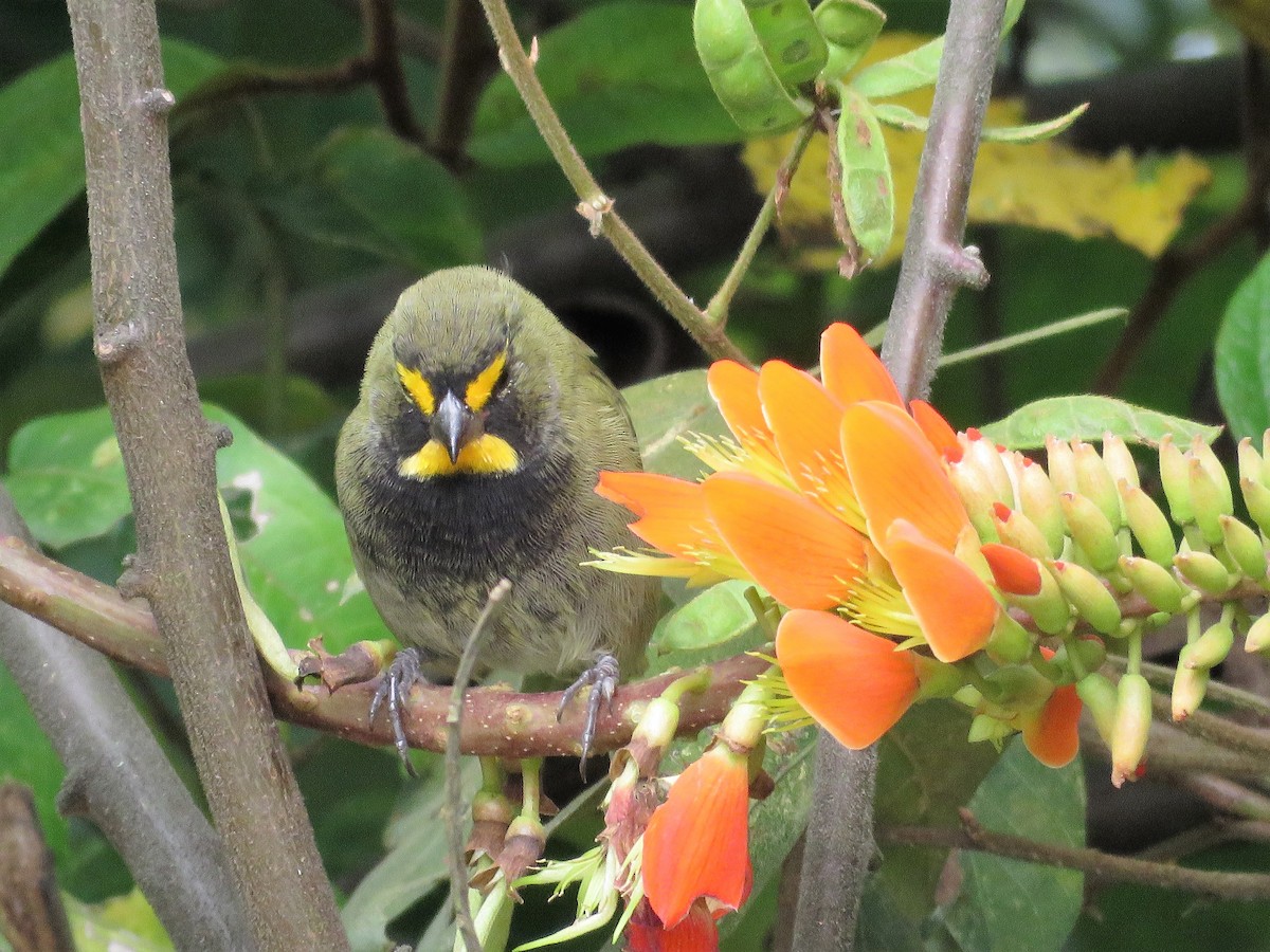 Yellow-faced Grassquit - JOSE ITURIEL ARANGO BERMUDEZ