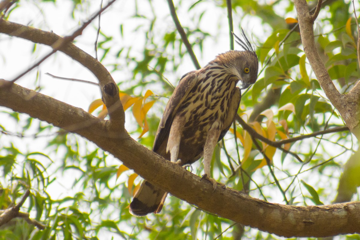 Águila Variable (crestada) - ML141539751