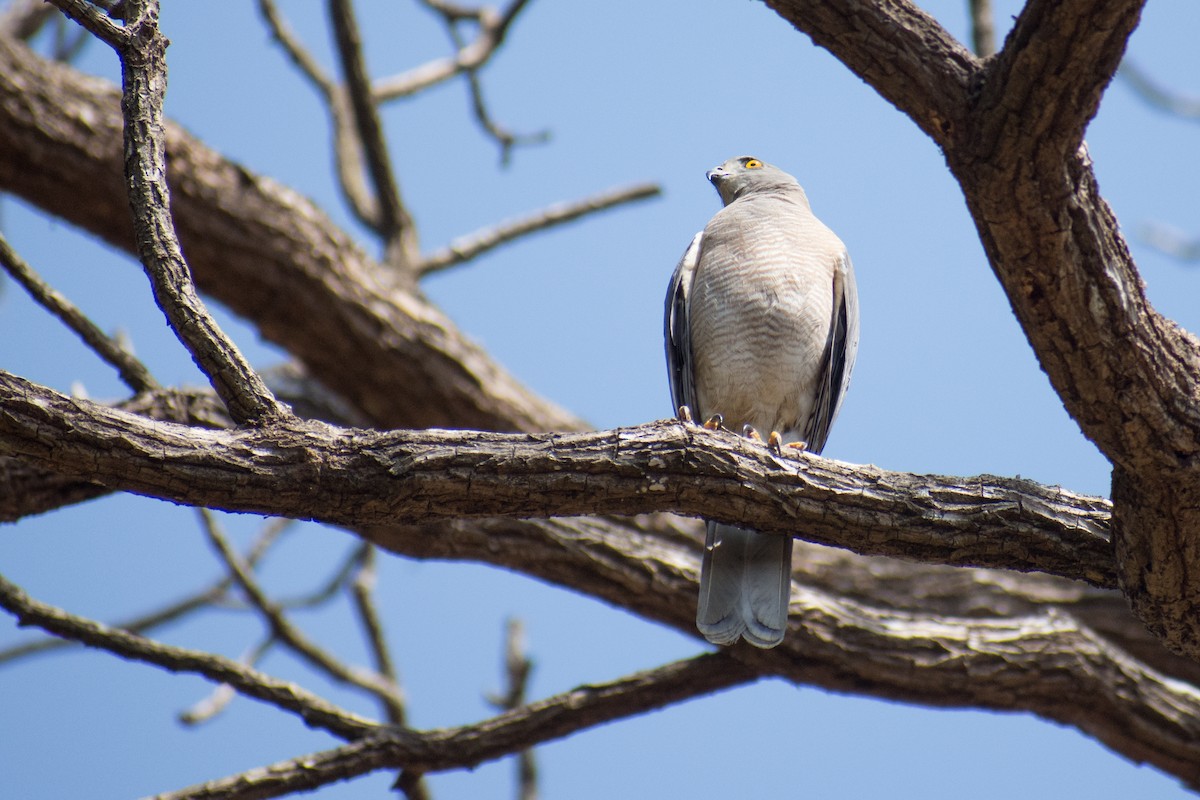 Shikra - ML141539951