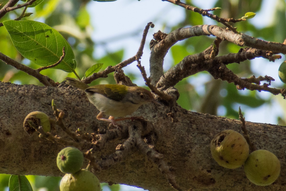 Common Tailorbird - ML141540081