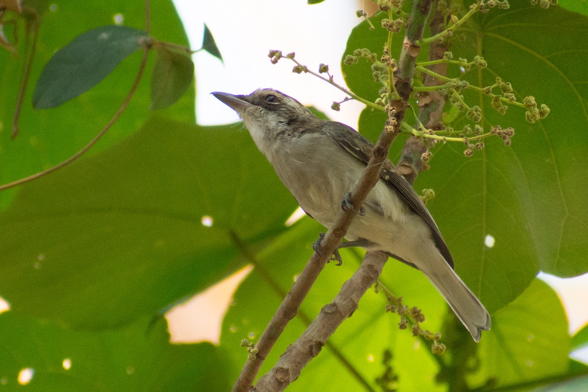 Common Woodshrike - ML141540161