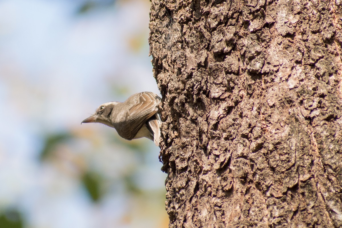 Common Woodshrike - ML141540171