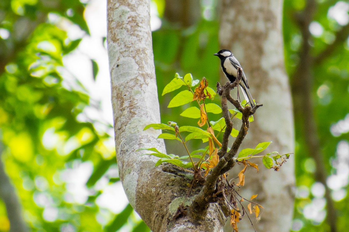 Asian Tit (Cinereous) - ML141540191