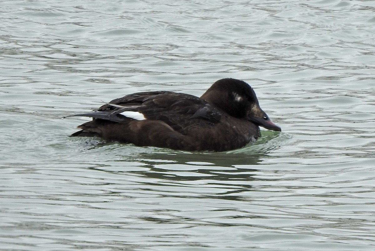 White-winged Scoter - ML141540251