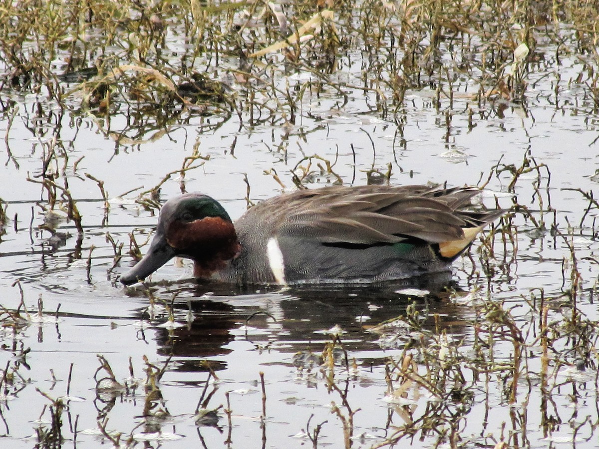 Green-winged Teal - ML141540721