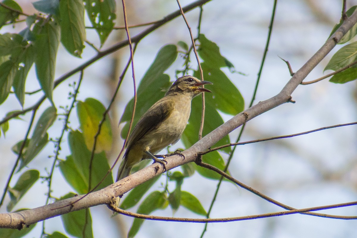 White-browed Bulbul - ML141540781