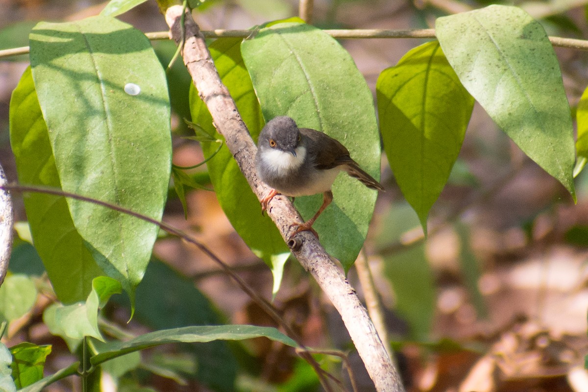 Gray-breasted Prinia - ML141541141