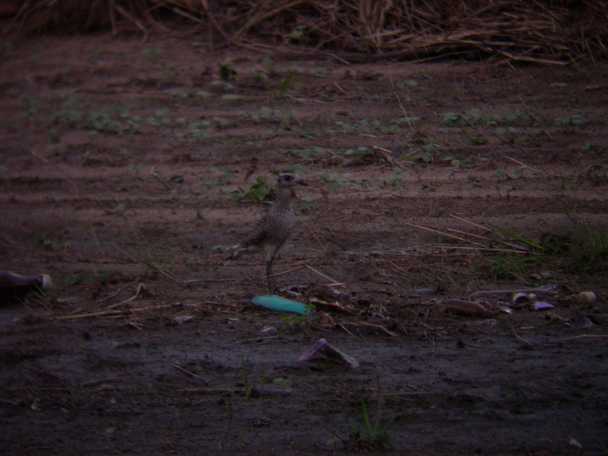 American Golden-Plover - ML141541181