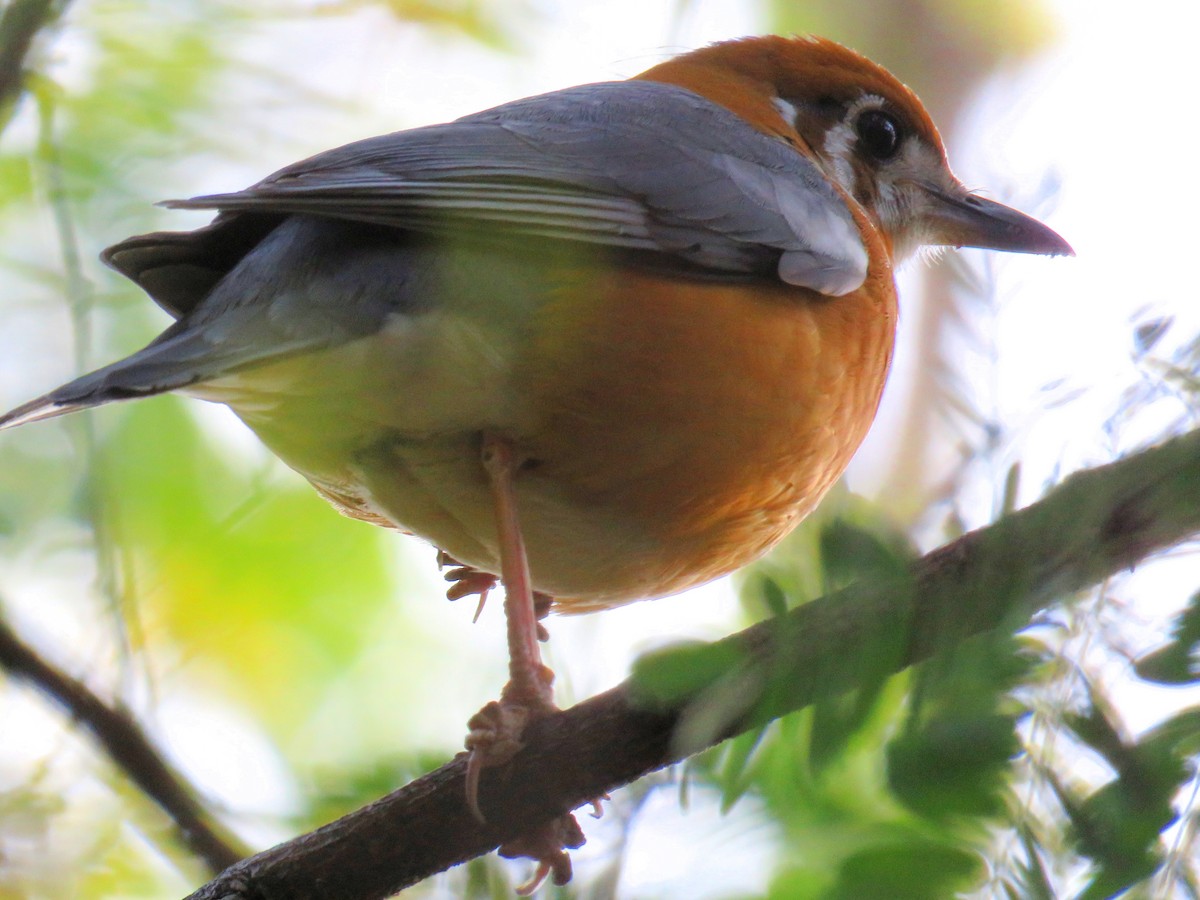 Orange-headed Thrush (White-throated) - ML141541351