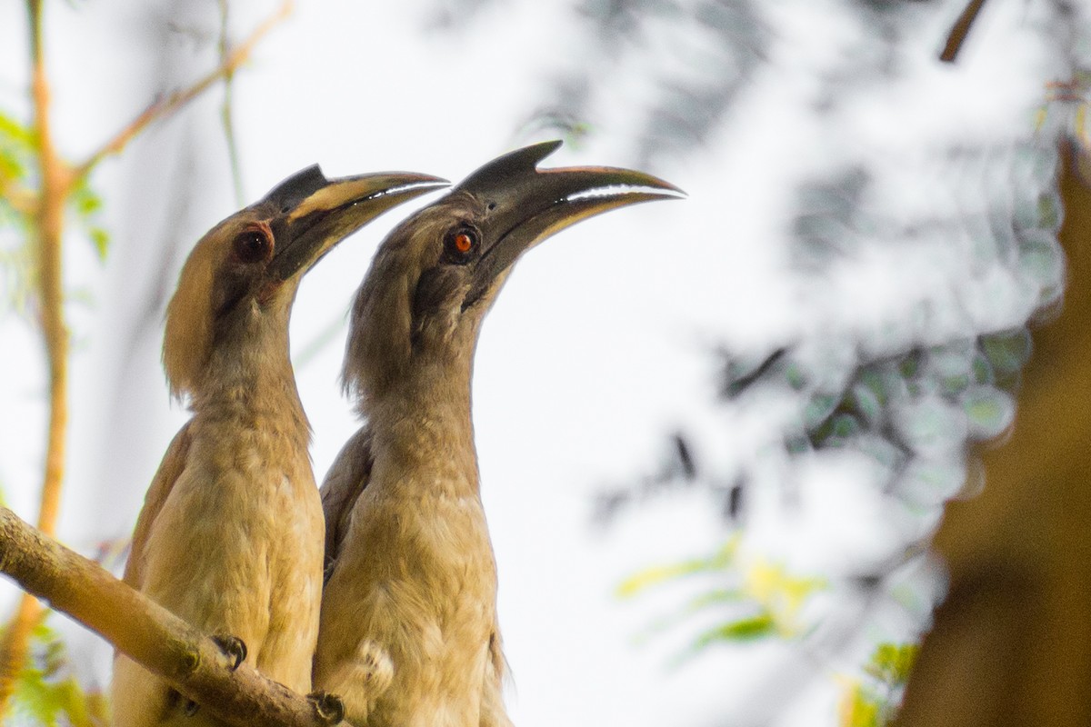 Indian Gray Hornbill - ML141541611