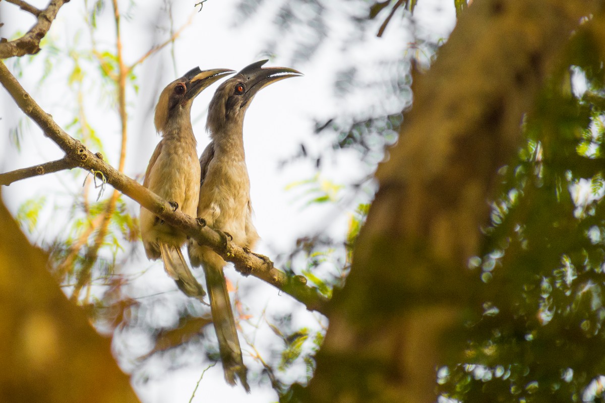 Indian Gray Hornbill - ML141541641