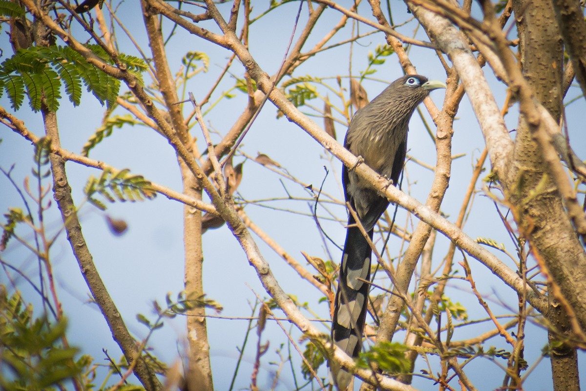 Blue-faced Malkoha - ML141541811