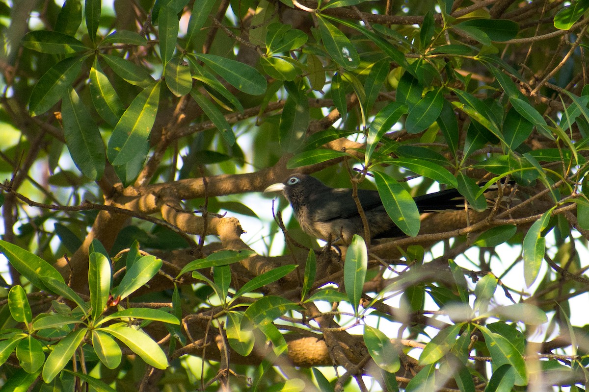Blue-faced Malkoha - ML141541841
