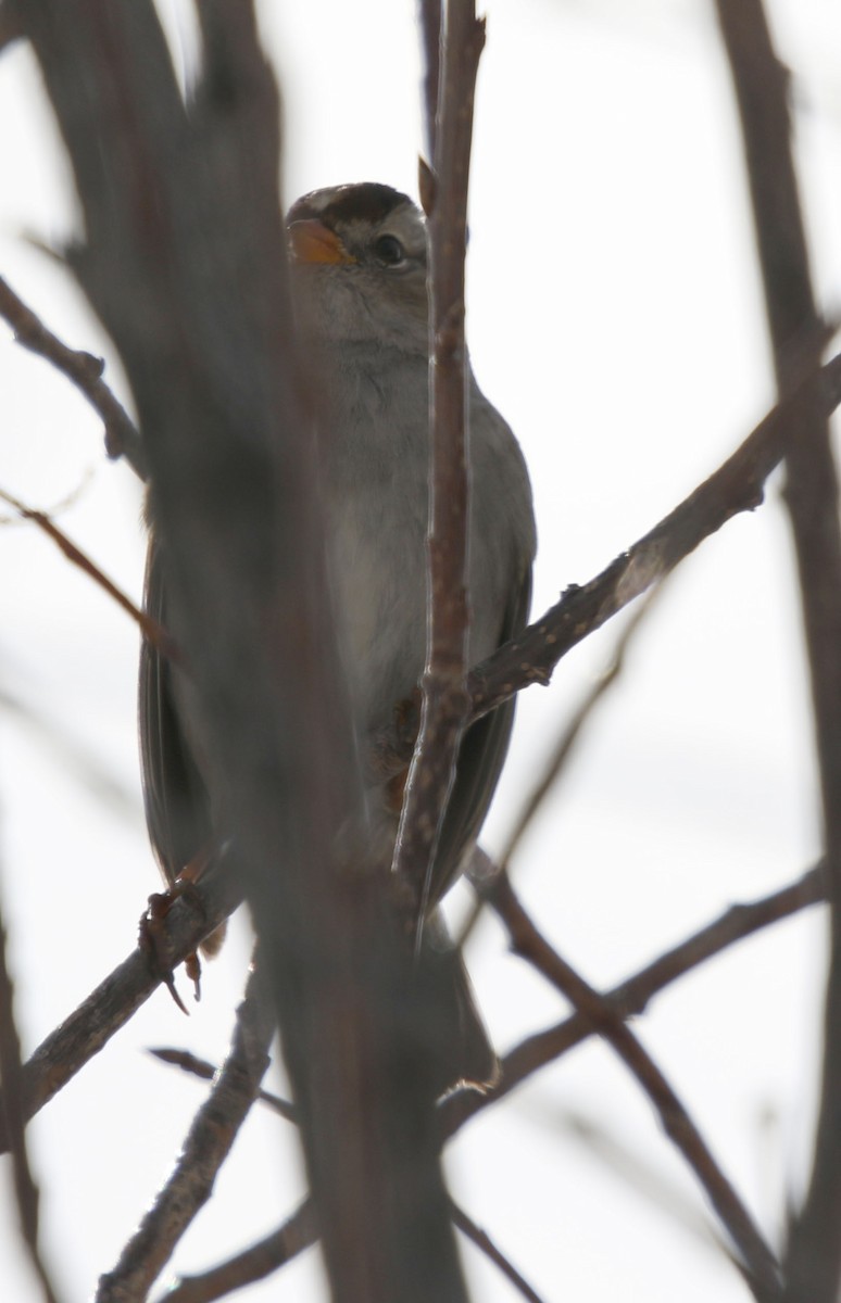 White-crowned Sparrow (Gambel's) - ML141543361