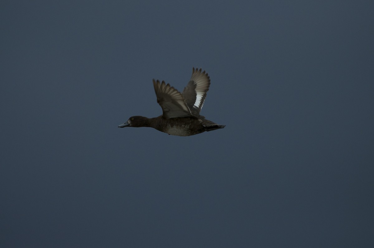 Lesser Scaup - ML141543751