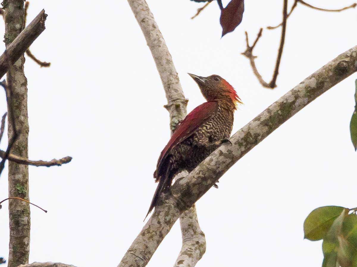 Banded Woodpecker - ML141543781