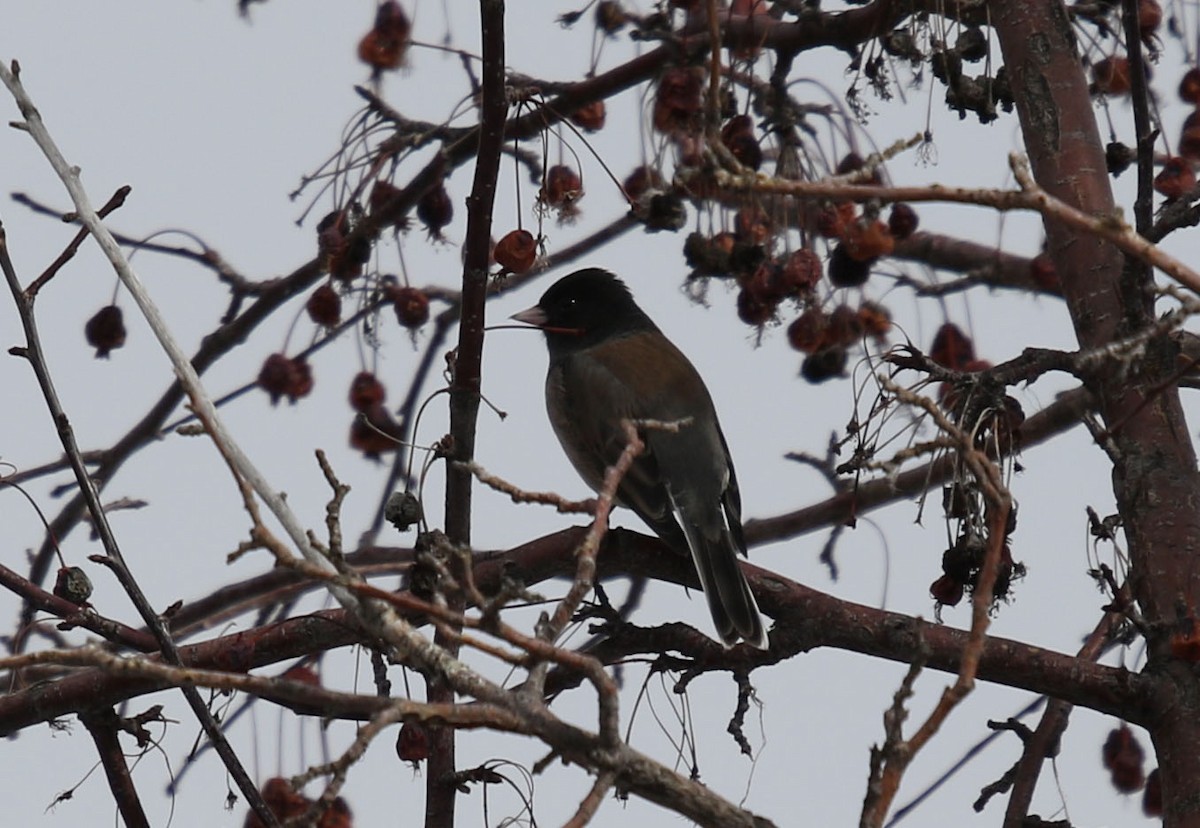 Dark-eyed Junco (cismontanus) - ML141543901