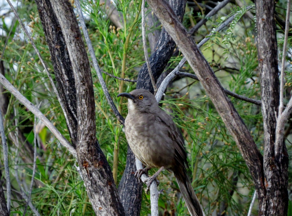 Curve-billed Thrasher - ML141544381