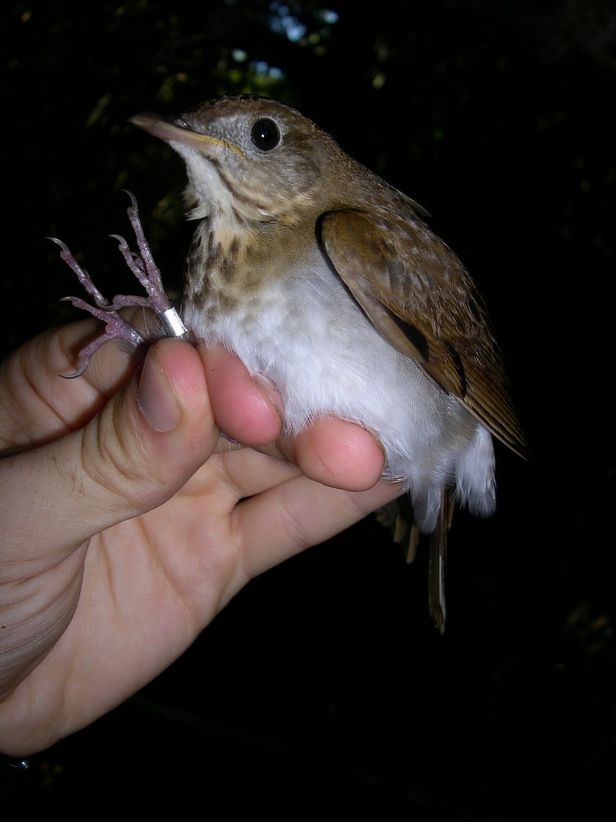 Бурый соловьиный дрозд - ML141546531