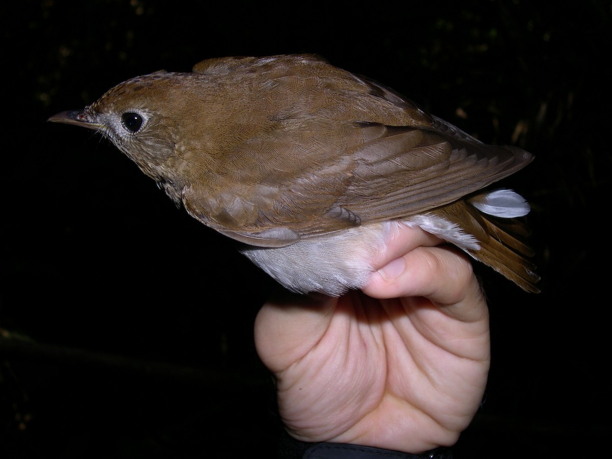 Бурый соловьиный дрозд - ML141546541