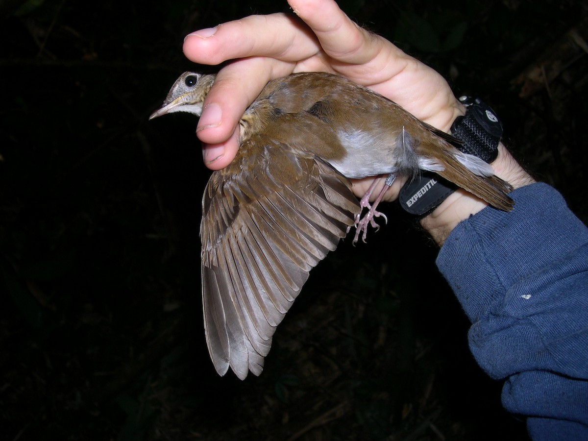 Бурый соловьиный дрозд - ML141546551