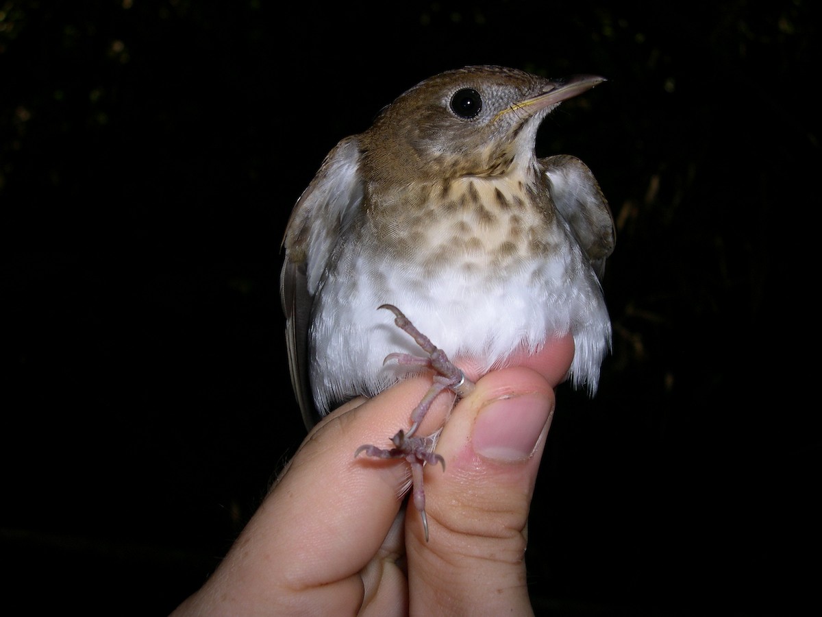 Бурый соловьиный дрозд - ML141546561