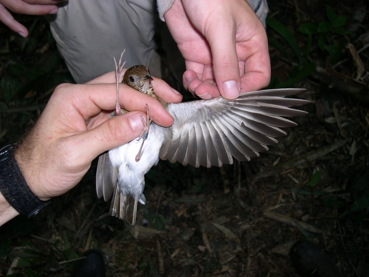 Бурый соловьиный дрозд - ML141546571