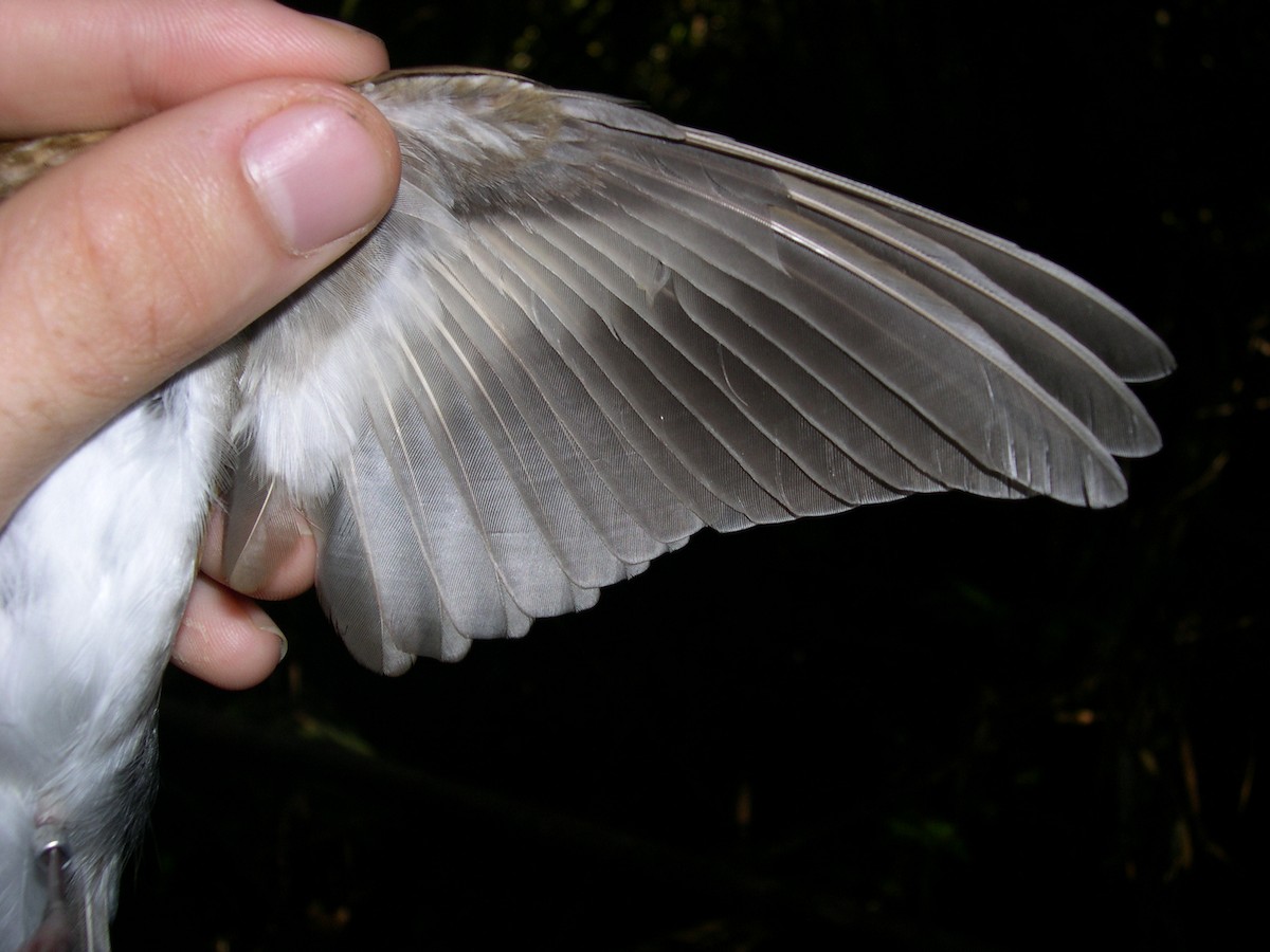 Бурый соловьиный дрозд - ML141546581