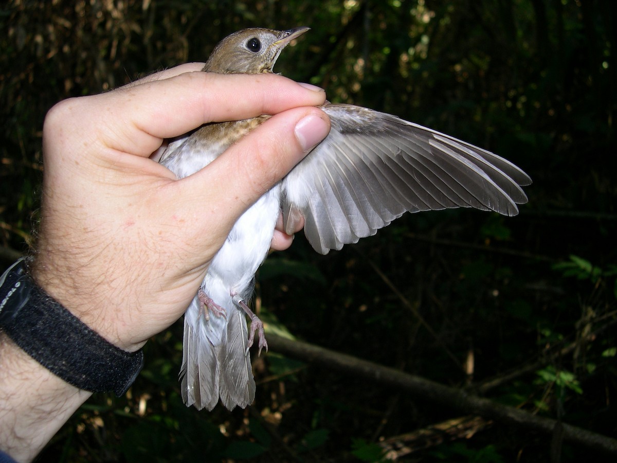 Бурый соловьиный дрозд - ML141546601