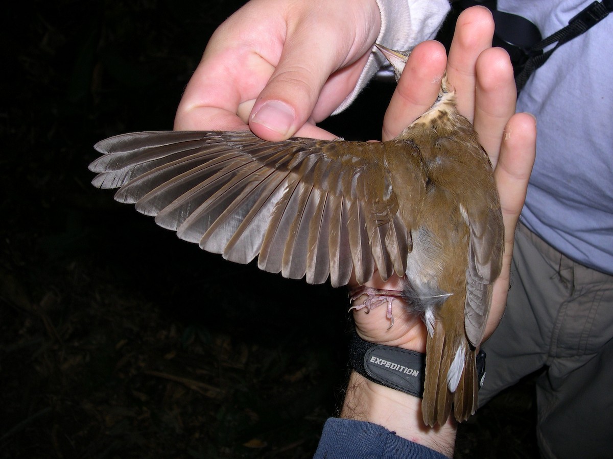 Бурый соловьиный дрозд - ML141546621