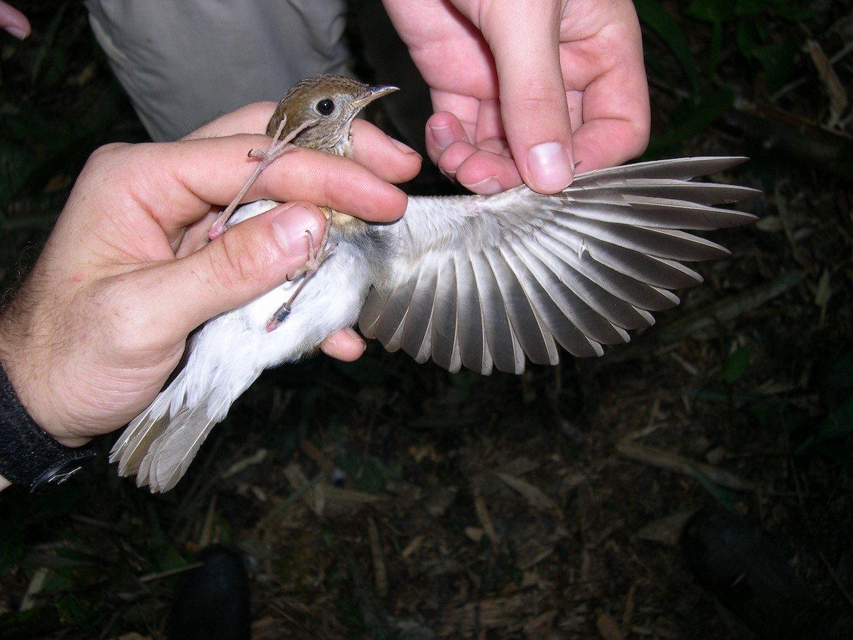 Бурый соловьиный дрозд - ML141546631