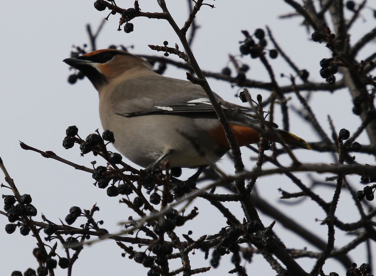 Bohemian Waxwing - ML141547221