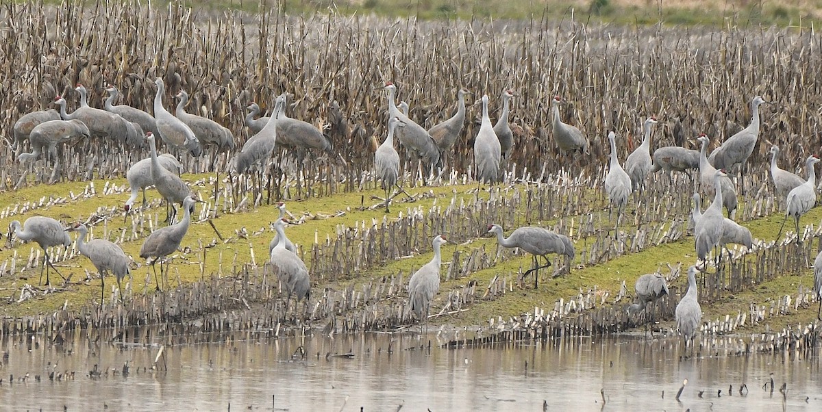 Sandhill Crane - ML141547571