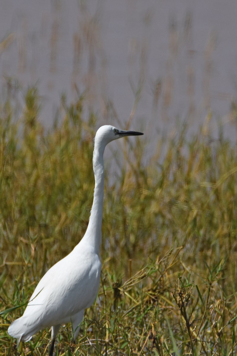 Little Egret - ML141547641