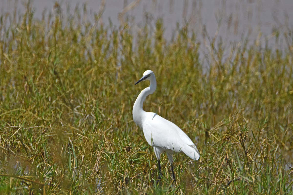 Little Egret - Brian Henderson