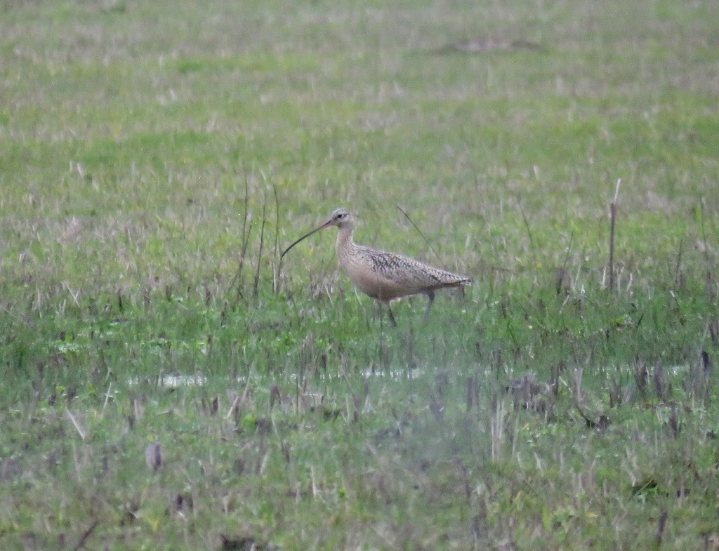 Long-billed Curlew - Ford Hendershot