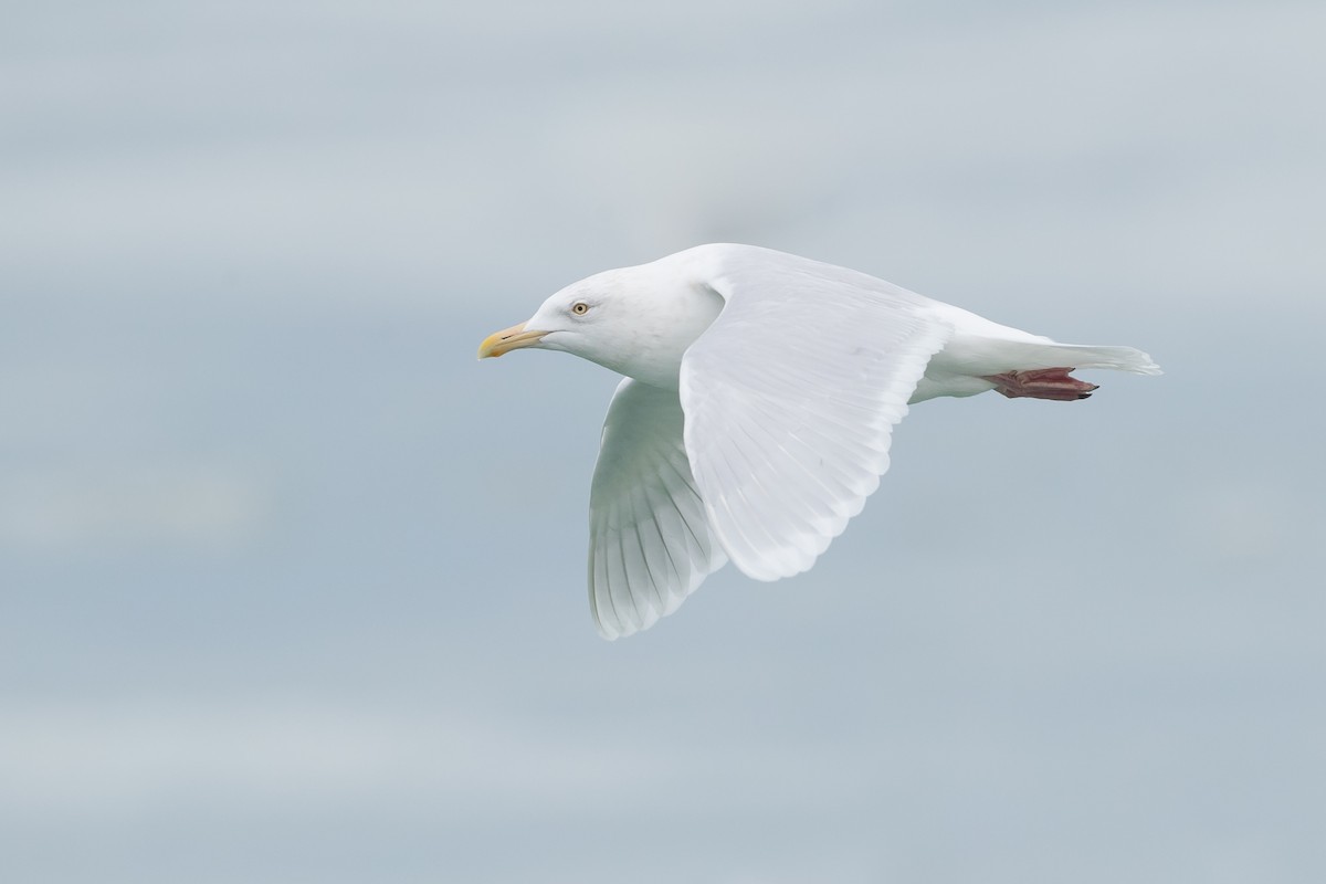 Glaucous Gull - Ryan Sanderson