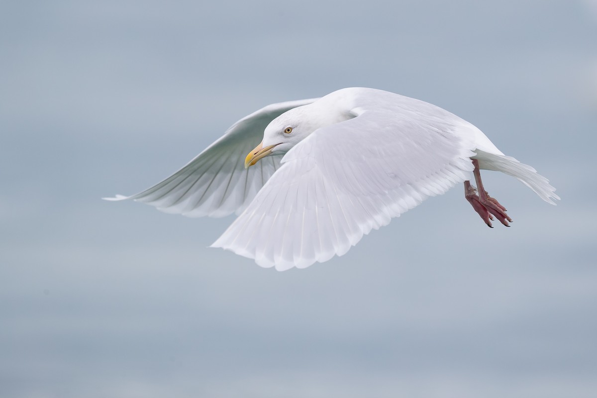 Glaucous Gull - ML141548291